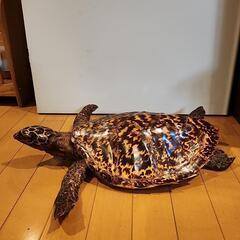 亀の甲羅の工芸品の画像
