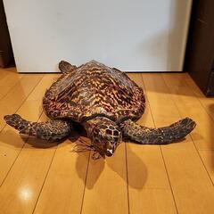 亀の甲羅の工芸品の画像