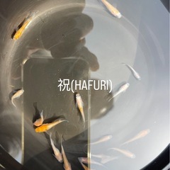変わりメダカ
