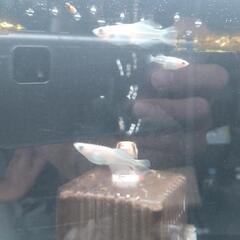 【白姫】めだか有精卵 10個+aの画像