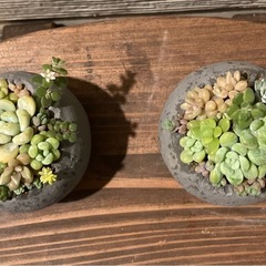 多肉植物　寄せ植え　１つ　このまま飾れます