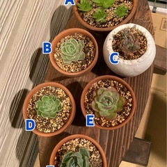 多肉植物　１つ　鉢付き　そのまま育てられます　