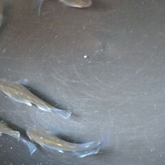 オリジナル改良めだか オーシャンブルー メダカ卵20個(または孵化の状況次第で針子に変更)の画像