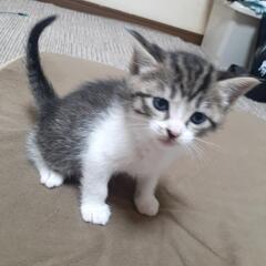 子猫　１ヶ月