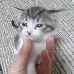 子猫　１ヶ月 - 猫