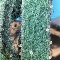 オリジナル改良めだか オーシャンブルー メダカ卵20個(または孵化の状況次第で針子に変更)の画像