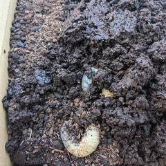 カブトムシの幼虫の画像