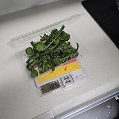コゴミ採りたての画像