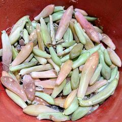 多肉植物 葉挿しの葉