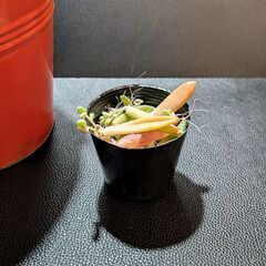 多肉植物 葉挿しの葉の画像