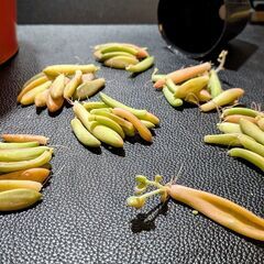 多肉植物 葉挿しの葉の画像