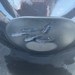 メダカたまご