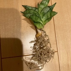 サンスベリア　ボンセレンシス　スーパードワーフ
