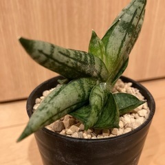 サンスベリア　ボンセレンシス　スーパー
ドワーフ　（お話し中）の画像