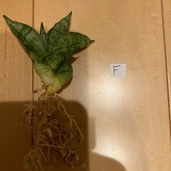 サンスベリア　ボンセレンシス　スーパードワーフ
