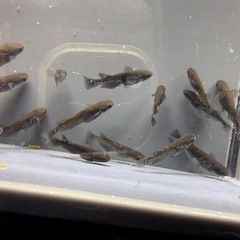 メダカの画像
