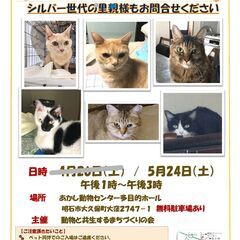 おとな猫譲渡会㏌あかし