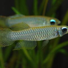 熱帯魚　アフリカンランプアイ　5匹　状態良好