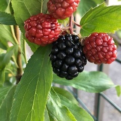 ブラックベリー(トリプルクラウン)の画像