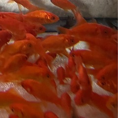 金魚100匹2300円の大特価！種類は小赤！バリバリ元気な個体・...