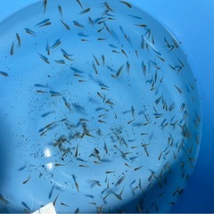 金魚100匹2300円の大特価！種類は小赤！バリバリ元気な個体・金魚すくいや活餌などに♪の画像
