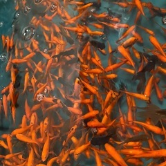 金魚100匹2300円の大特価！種類は小赤！バリバリ元気な個体・金魚すくいや活餌などに♪の画像