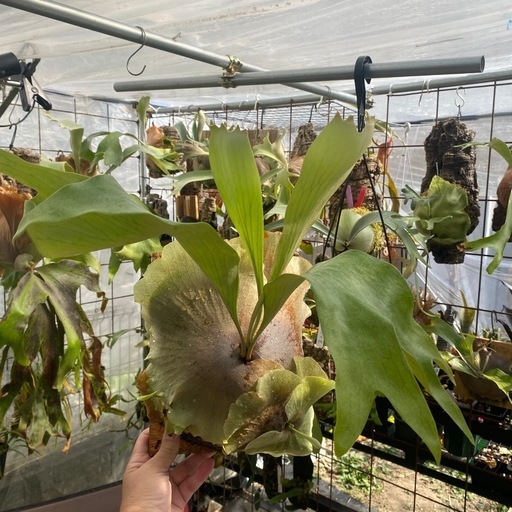 ビカクシダ KK3中株