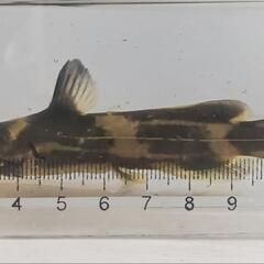 アリアケギバチの画像