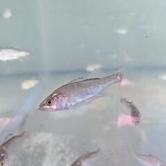 ヒラスズキ