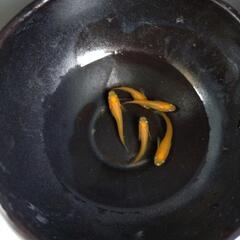楊貴妃　メダカ　2ペア＋1匹の画像