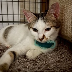 1歳の白キジの女のこ🩷🏠3月15日赤煉瓦での譲渡会に参加！ - 北九州市