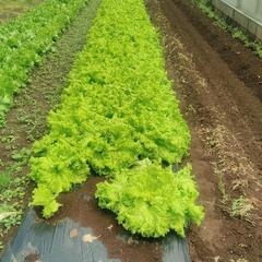 外国人🆗　野菜　オーダー収穫　無人販売　取り置き可　水菜　グリー...