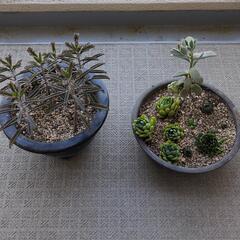 　多肉植物
