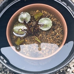 睡蓮