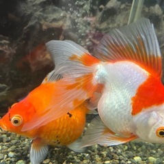 金魚ダルマ
