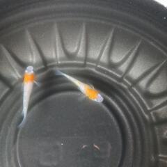 4/27めだか販売しています。の画像