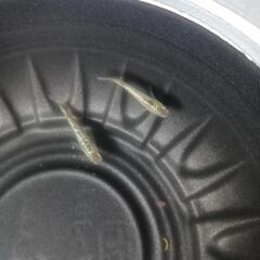 4/27めだか販売しています。の画像