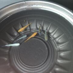 4/27めだか販売しています。の画像