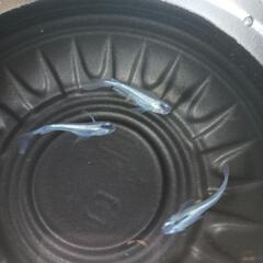 4/27めだか販売しています。の画像