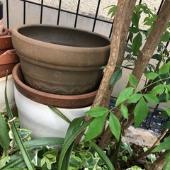 植木鉢（多数）差し上げますの画像