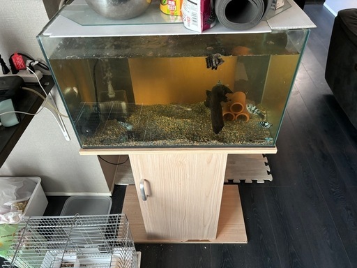 600水槽と熱帯魚