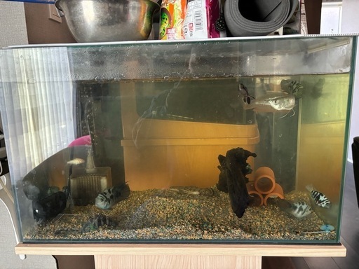 600水槽と熱帯魚 600水槽と熱帯魚