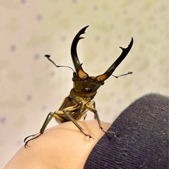 【取引中】エラフスホソアカクワガタ幼虫の画像