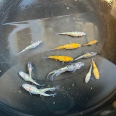 ①選別漏れ 三色サファイア　メダカの画像