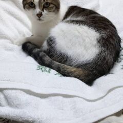 推定１０歳位　終の棲家は１匹で飼って下さるお家を待っています【4...