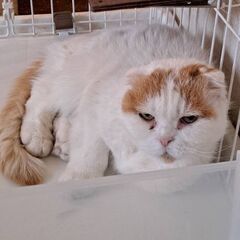 １５歳　飼い主さんが認知症になられて行き場がなくなったミミちゃん...