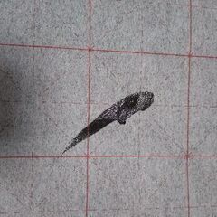 水書き書道の画像