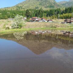 山野草狩りの画像