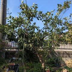 温州みかんの木（接ぎ木株）