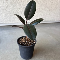 希少種 良苗 フィカス・ルビー 観葉植物　ゴムの木　  